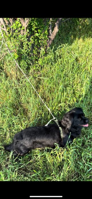 Срочно продается спонтель