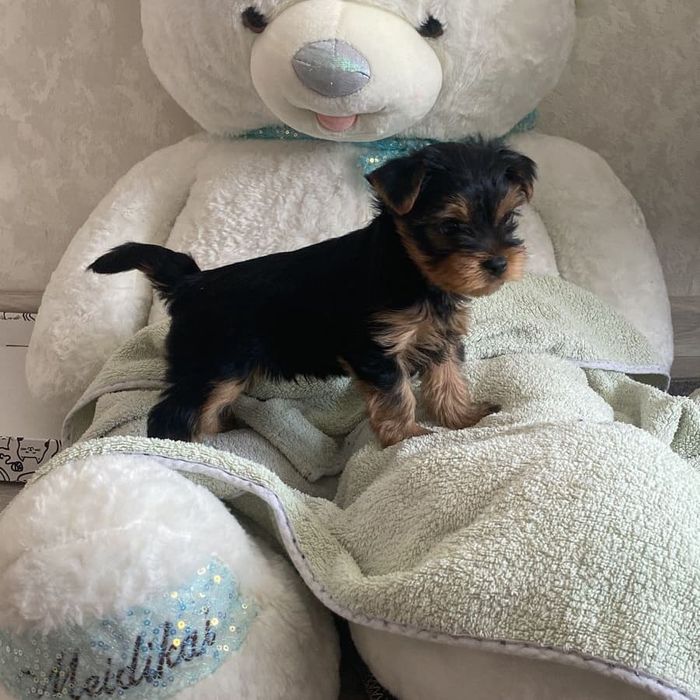 Йоркширский терьер