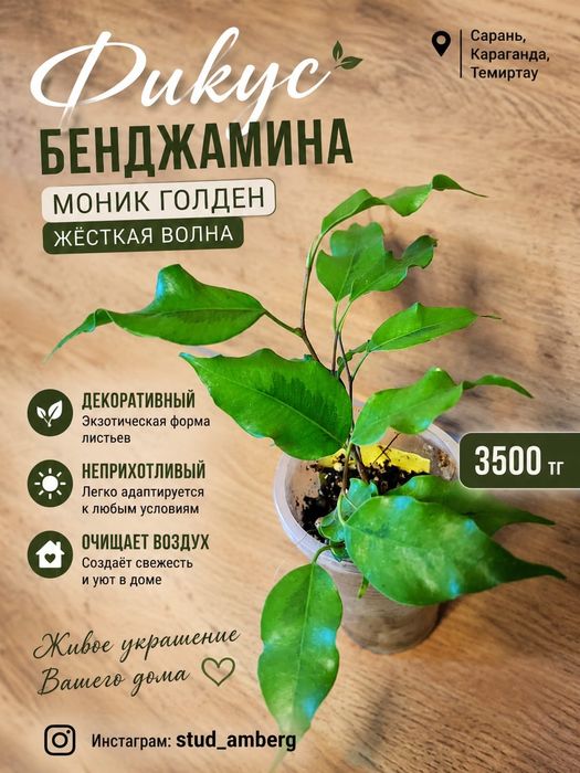 Фикус разный 1..