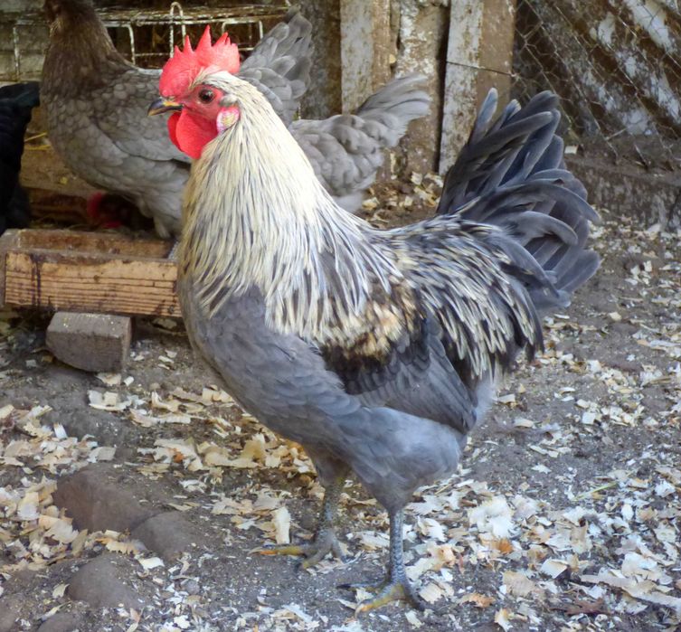 Разплодни яйца от Шведски Исбар