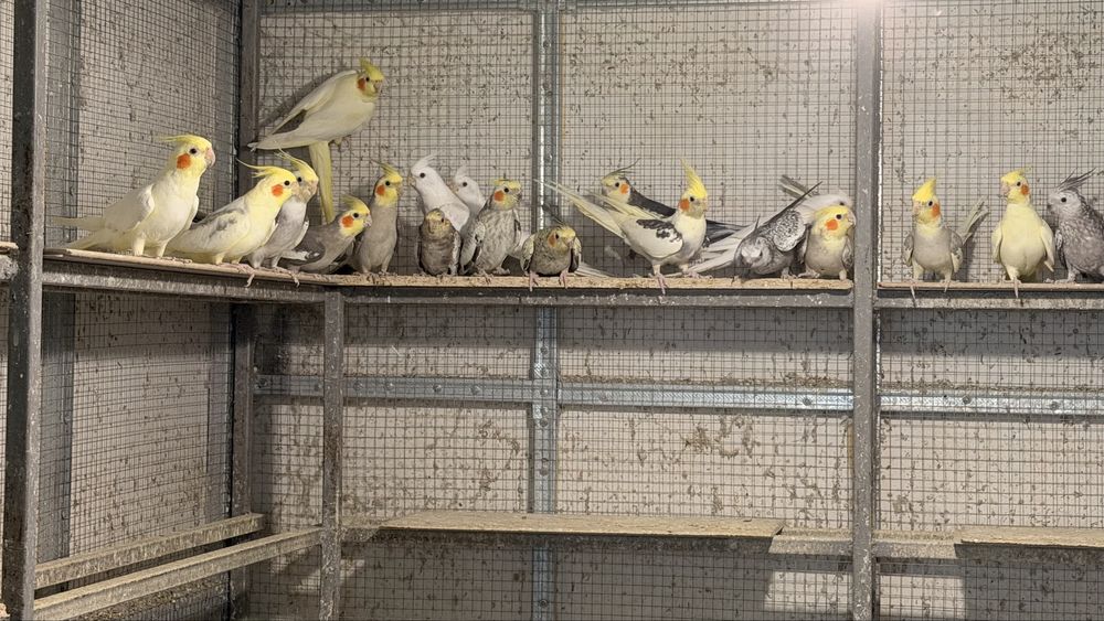 Продавам Корели