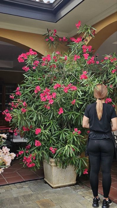 Огромни 25 годишни олиандър