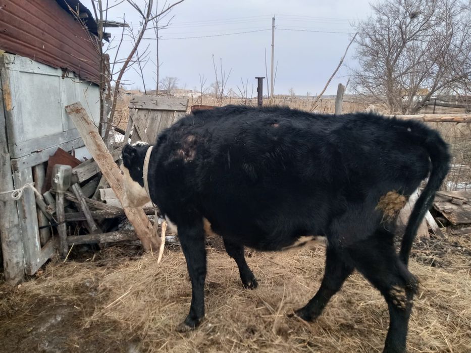 Продам продам…..