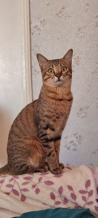Кот в добрые руки 1год 9 мес