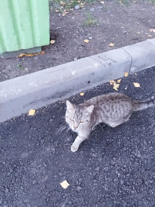 Котик молодой ищет дом