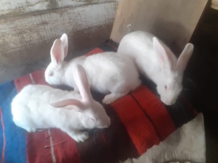 Hycol francez 40 bucăți Țigănași