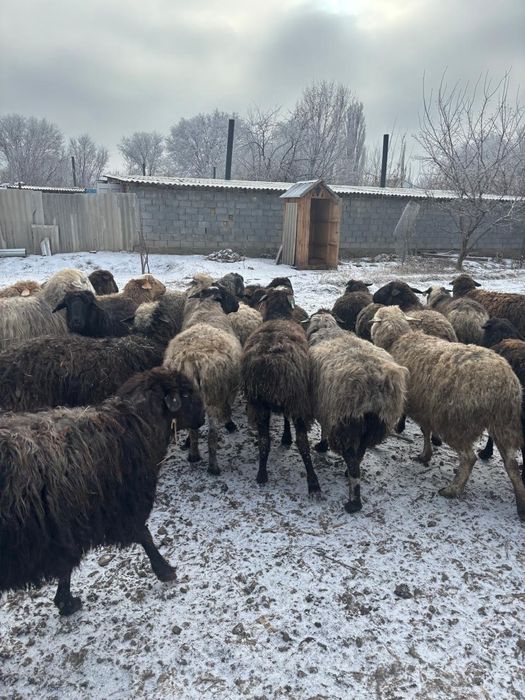 Семіз қойлар сатылады