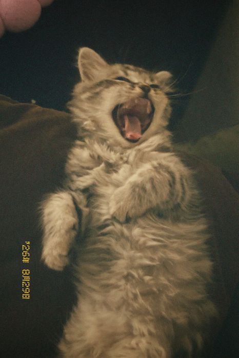 котенок шотландец