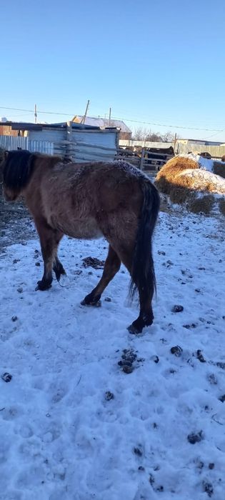 Продам упитанного тайчика (мальчик)