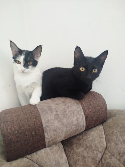 Пышыклар былайына бериледи