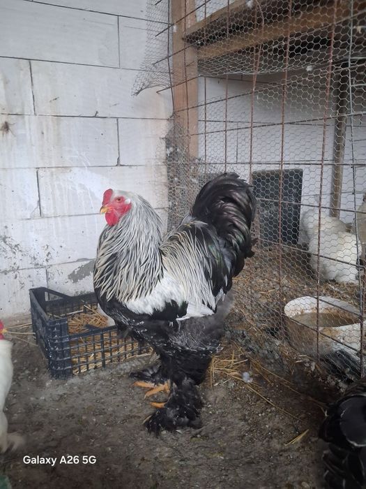 Vang cocoș și gaina