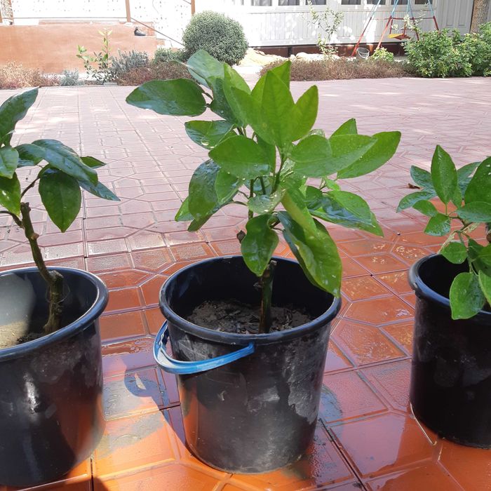 Кровавый Апельсин кучатлари сотилади