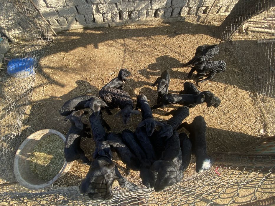 Козылар сатылады арзан багада