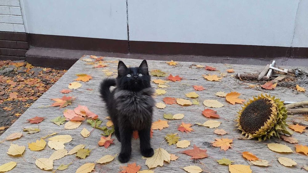 Продаются котята, 3 мальчика и 1 девочка