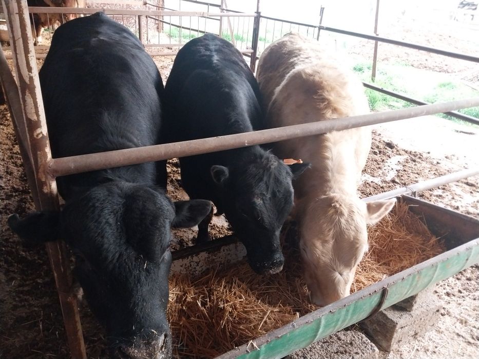 Qoramol sotiladi buqalar Сментал/Ангус/Авликол/