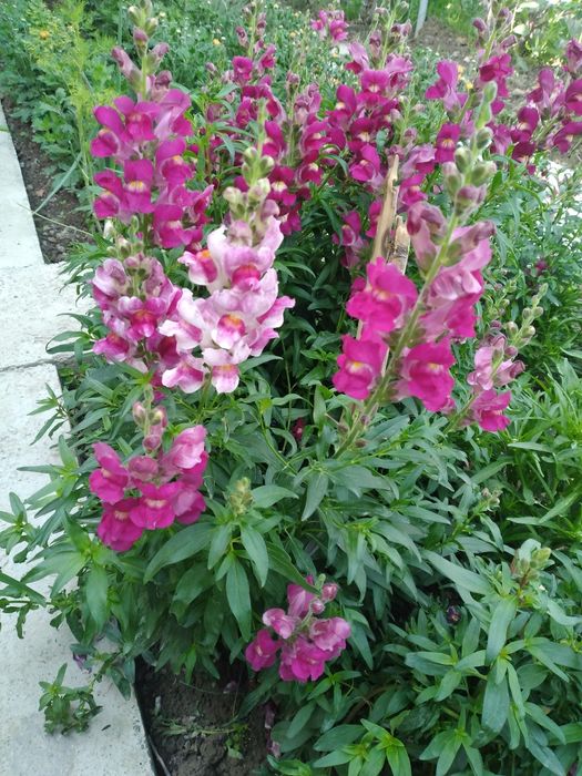 Ховлида усадиган туфли рангли гуллар нихоллари сотилади