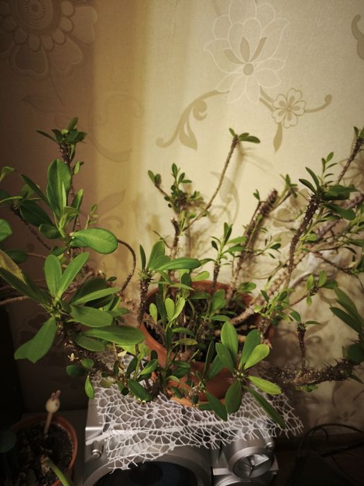 Комнатное растение