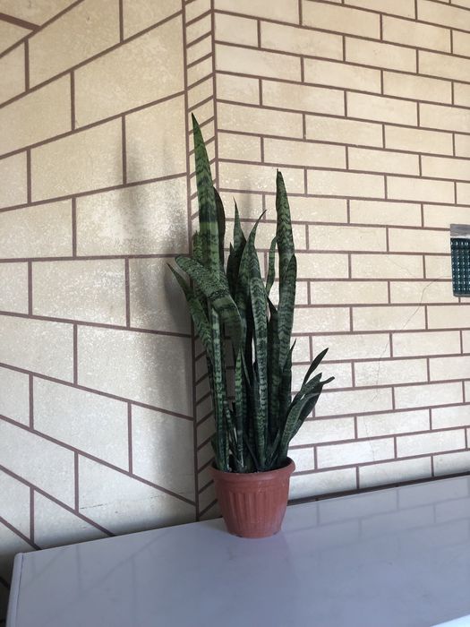 Продам комнатные цветок сансевирия