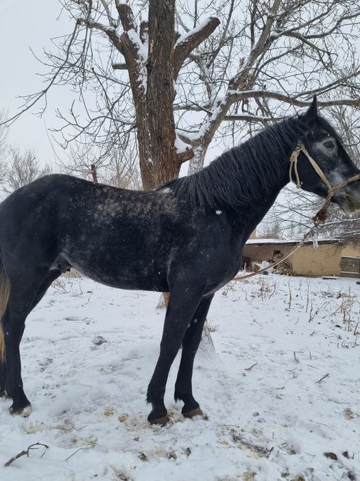 Ат, айғыр, жылқы, жеребец, конь, лошадь