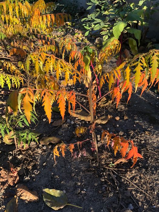 фиданки от Рустифина, декоративно дърво Rhus typhina Tiger Eyes