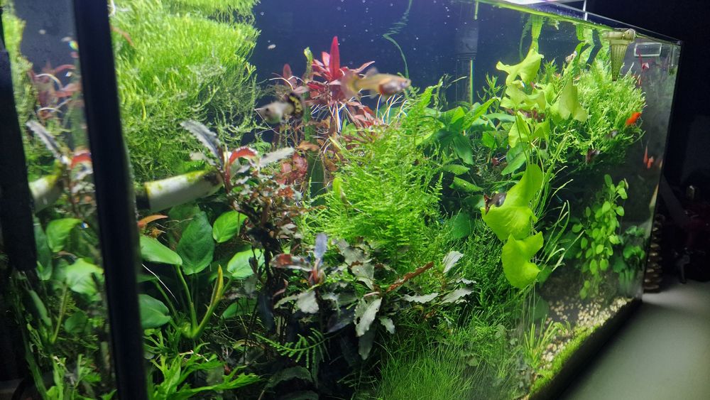 Vand Acvariu plantat 120 l