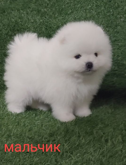 Мини шпицы разных окрасов мальчики и девочки