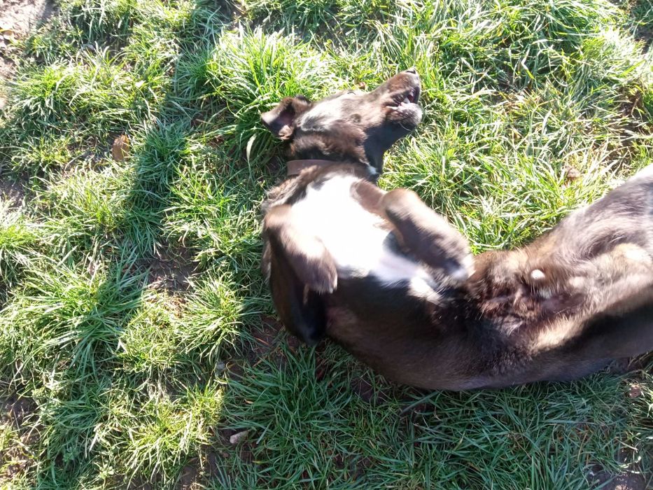 Мъжко куче търси дом