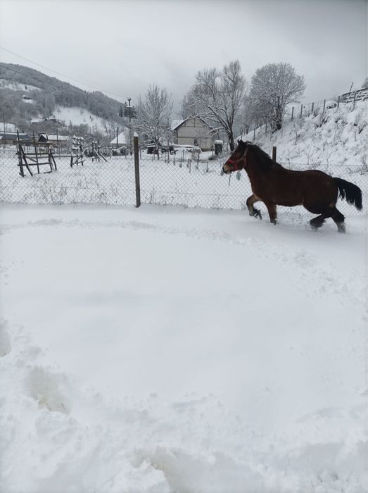 Minza de 1 an jumate