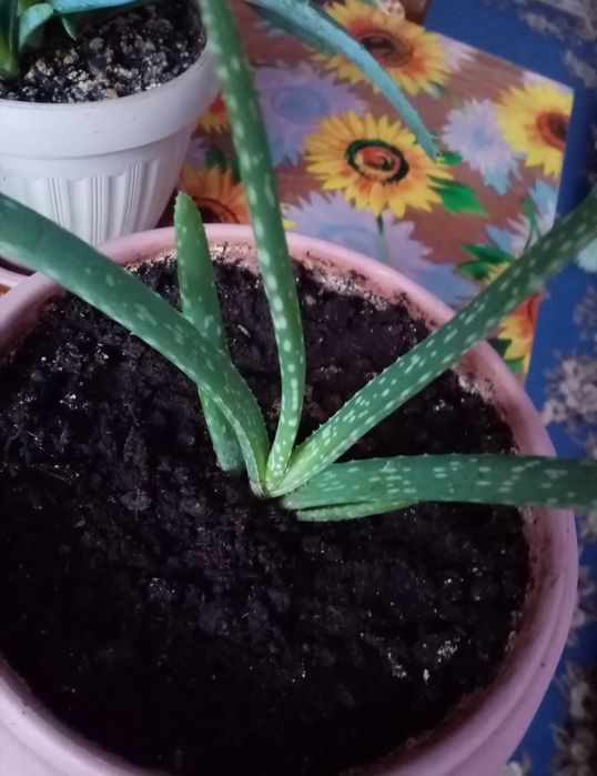 Алоэ вера, лекарственный