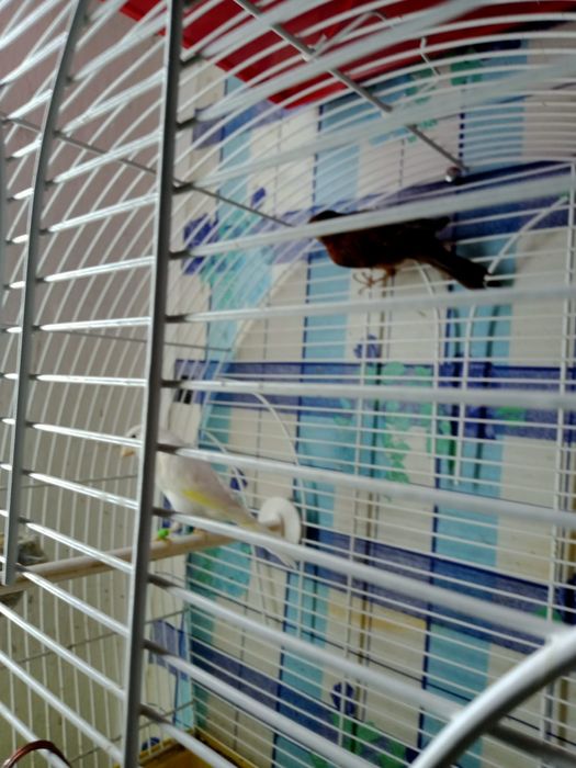 Канарейки приучены к клетке