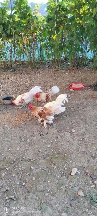 Vind 3 cocoși americani