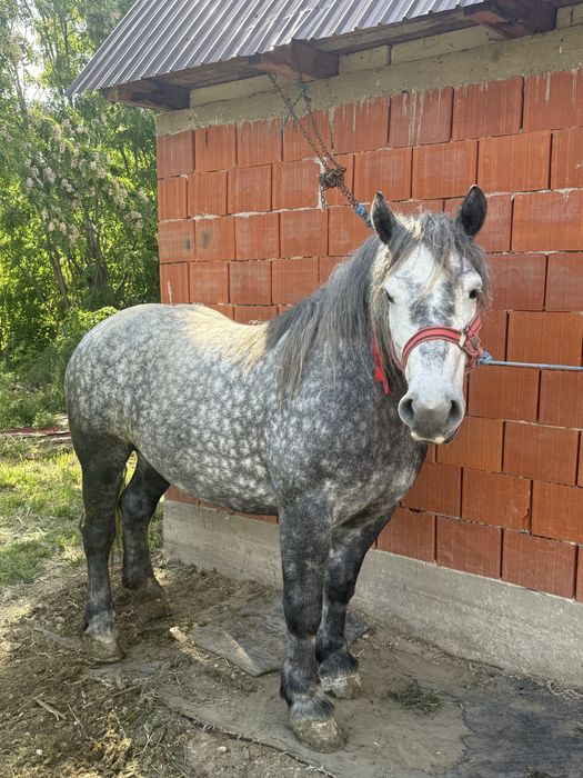 Iapa de vanzare de 4 ani