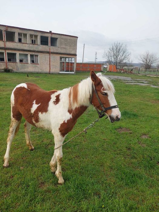 Кон Пинто 11 месеца