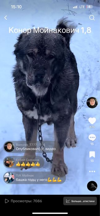 Продам прямого сына Мойнака