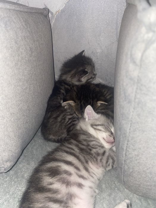 Котята в хорошие руки