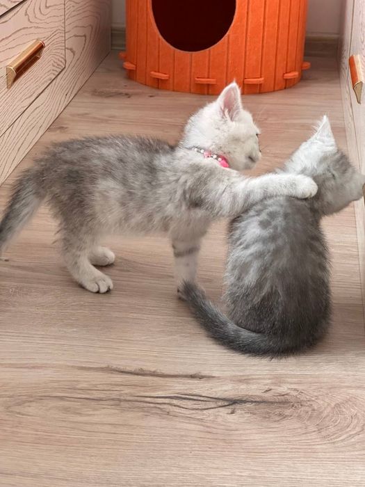 Продается котята породы шиншила