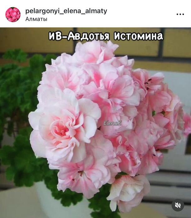 Пеларгония сортовая -черенки, стартеры и кусты