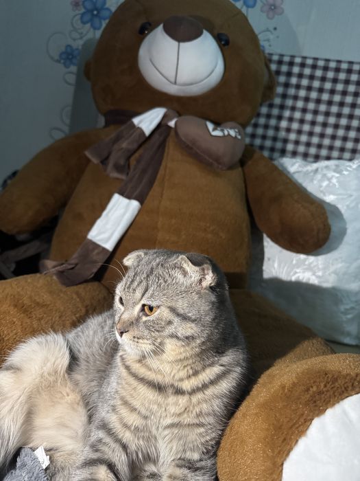 Кот для вязки. Ищет кошечку.