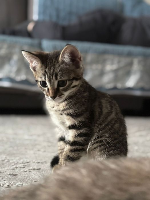 Отдам котенка в хорошие руки