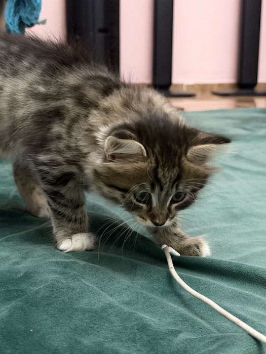 котенок 2-3 месяца девочка