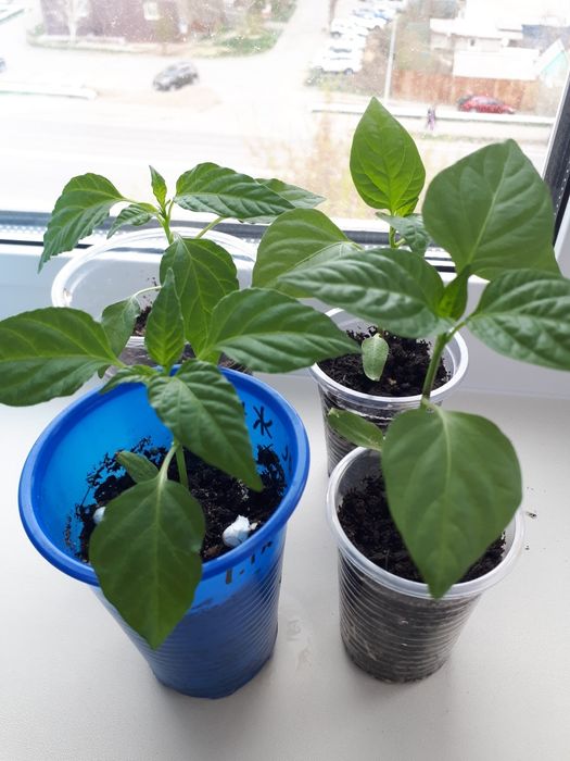 Рассада перцы и баклажаны