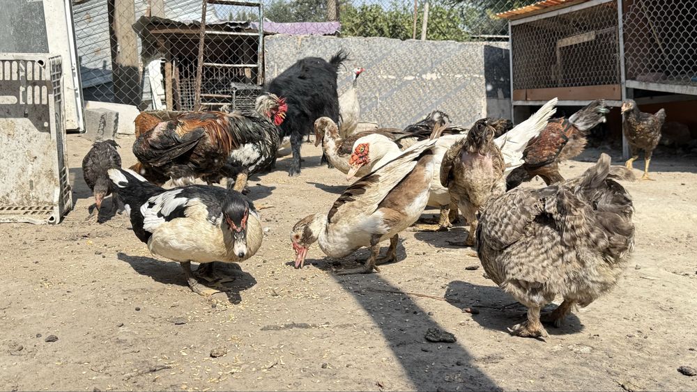Продам оптом домашнюю птицу