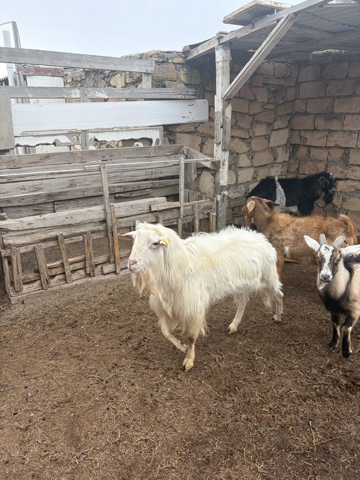 Продаётся зааненский козёл