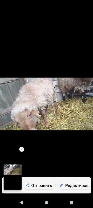 Продам баран кушкар