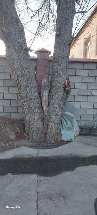 Дерево отдам даром