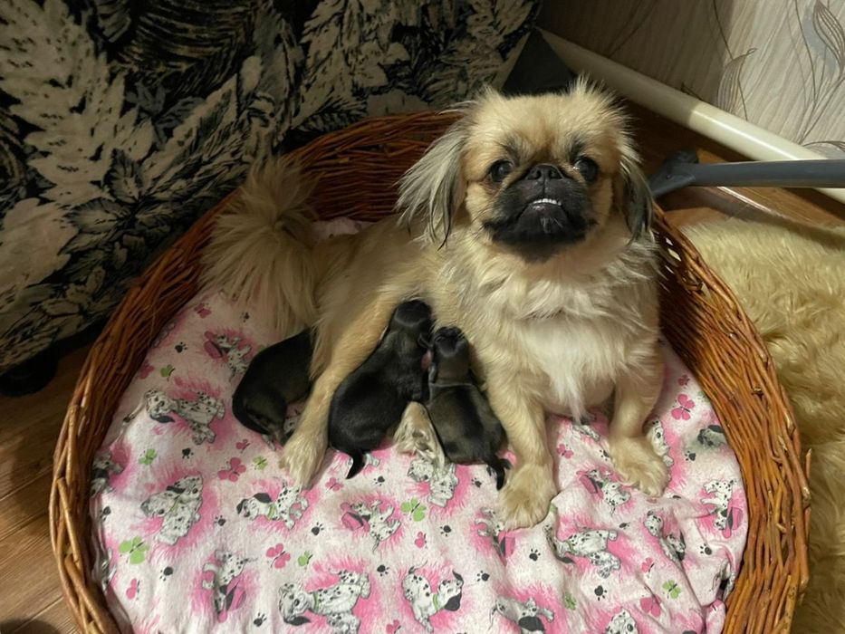 Щенки пекинеса бронь