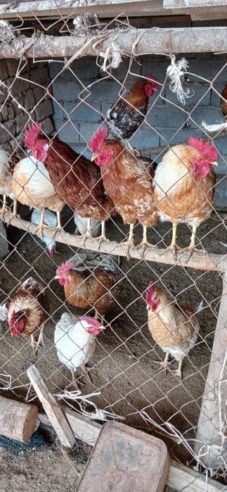 Петух,Қораздар сатылады