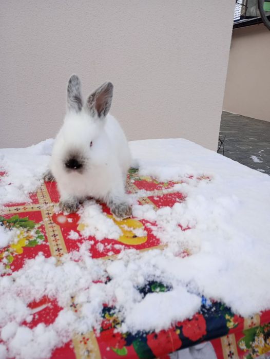 Iepuri californian pui