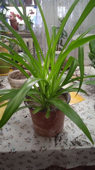 Хлорофитум  сансевьера