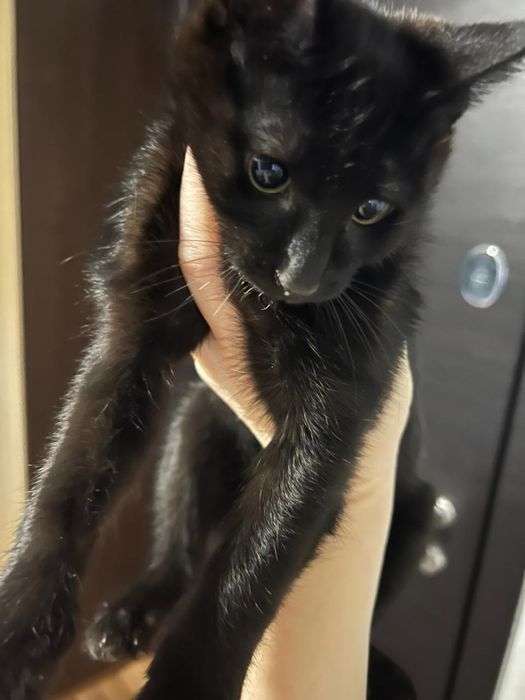 Отдам даром котят